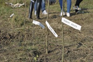 Copaci tineri plantați cu etichete pentru identificare în pământ.