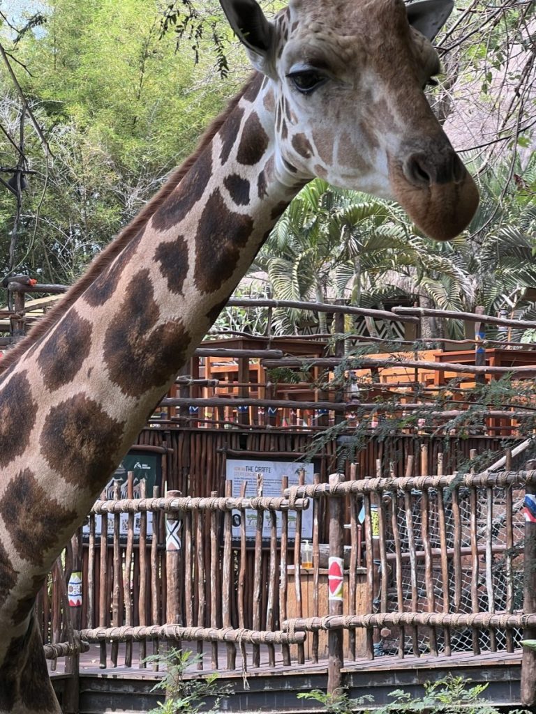 A giraffe stands in front of a wooden structure, with greenery in the background.