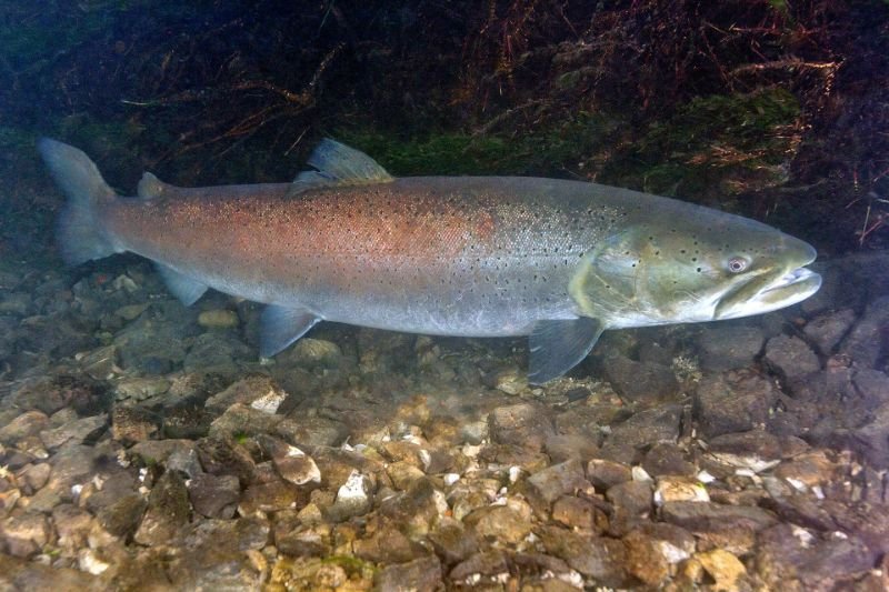 Huchen (Hucho hucho) swimming in Romanian waters, threatened with extinction.