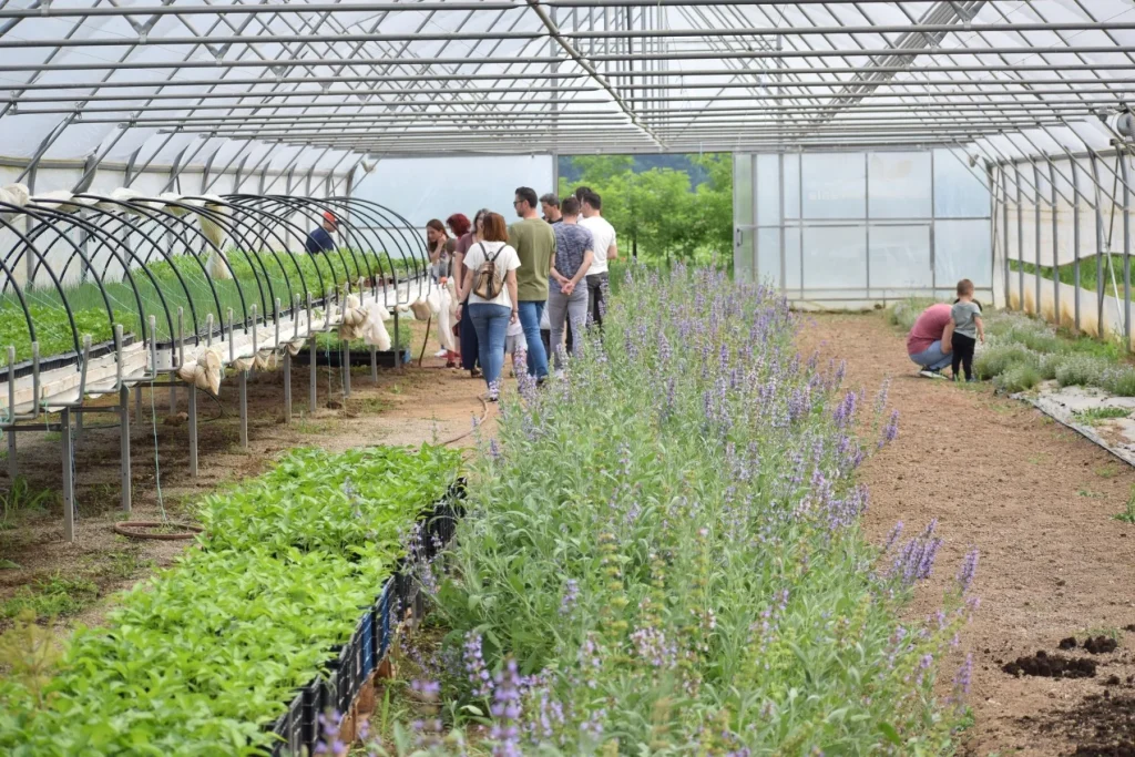 Gardening in a greenhouse, featuring green plants and lavender flowers, visitors admiring the cultivation.